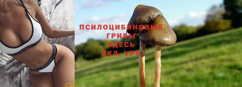 Галлюциногенные грибы Psilocybine cubensis  Волгоград 